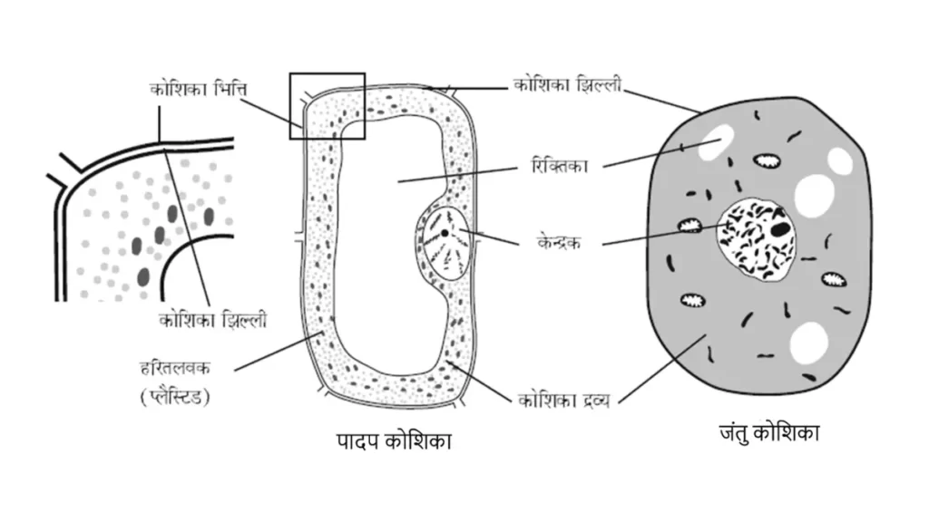 पादप व जंतु कोशिका
